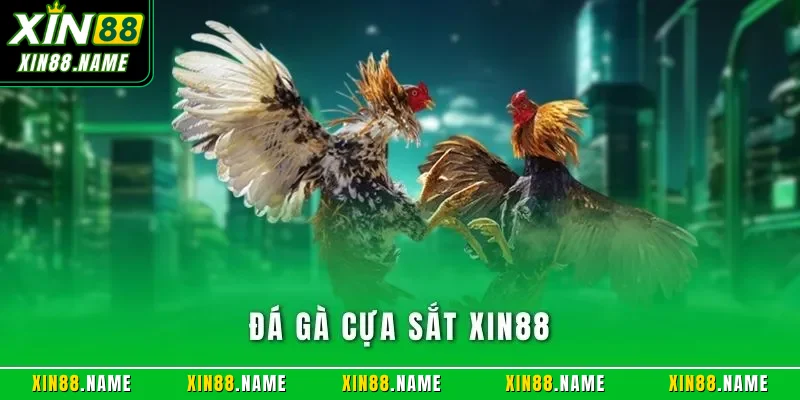 Đá gà cựa sắt XIN88