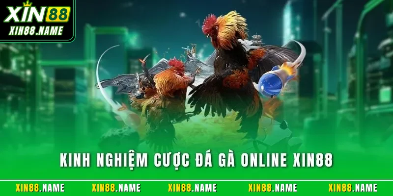 Kinh nghiệm cược đá gà online XIN88